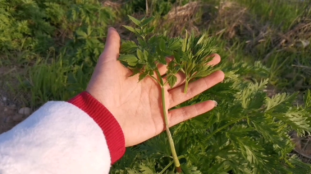 野芹菜浑身是宝,户外采摘,你选对了吗?