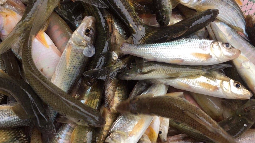 东北名菜,酱焖小河鱼,肉质嫩滑,鲜香入味,出锅那一刻,看馋了