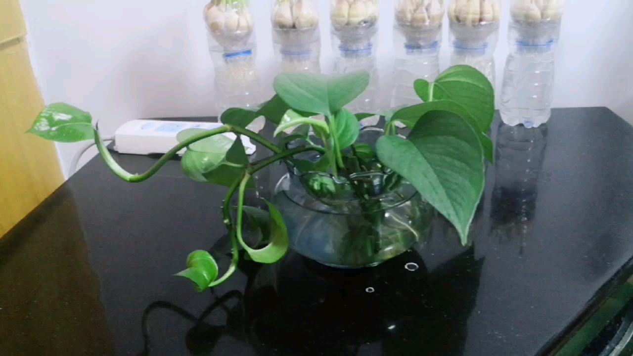 疫情期间,我在家里 用鱼缸子水培绿萝,长的很茂盛