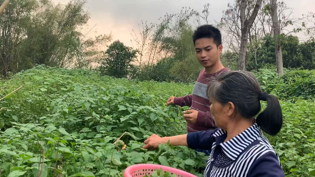 老妈带我去摘白花菜,小山坡都长满了,春天是摘百花菜最好的季节