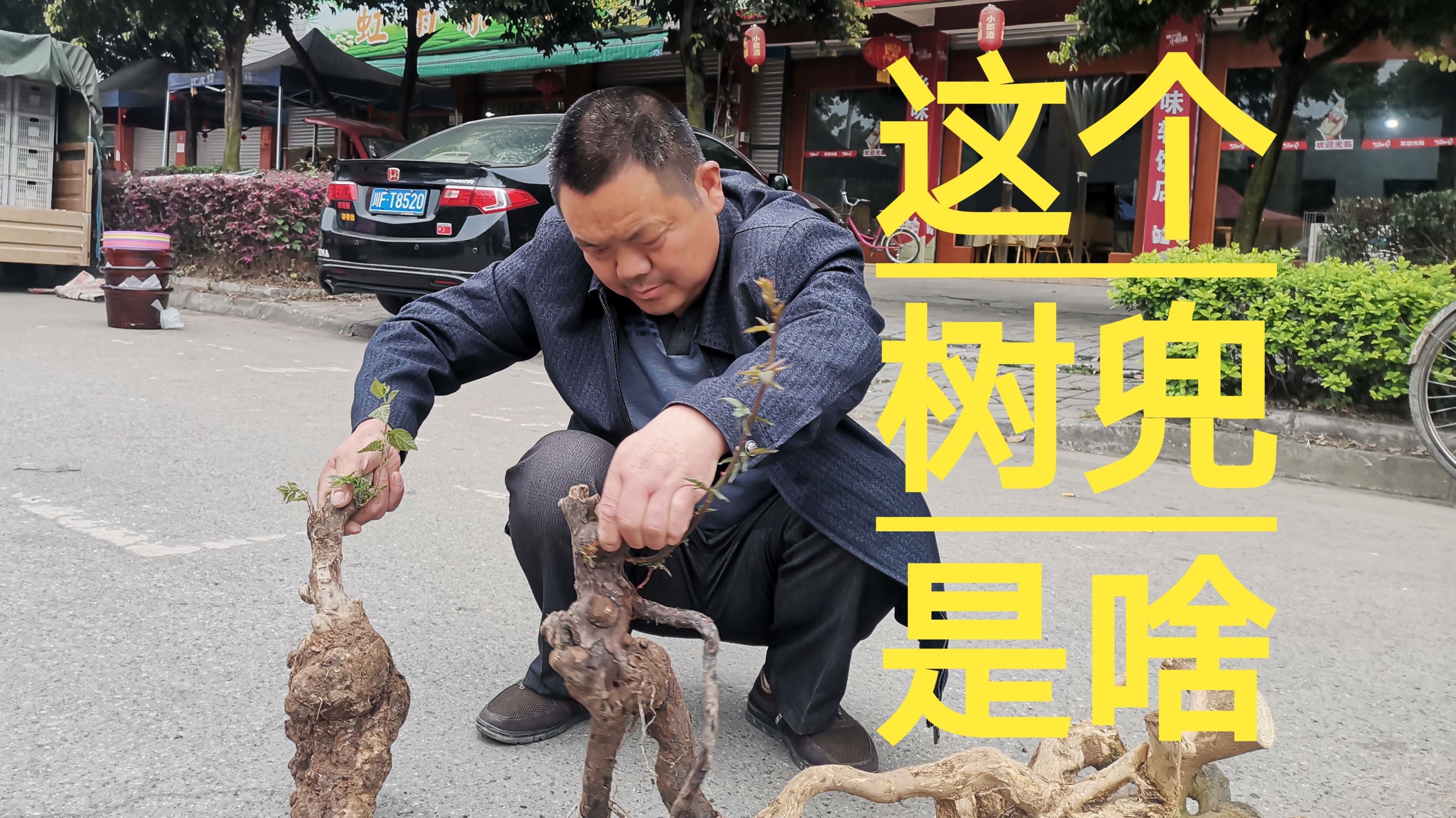 30元卖的树根是鸡屎树吗  内行鉴定完毕   买盆景也要心中有型