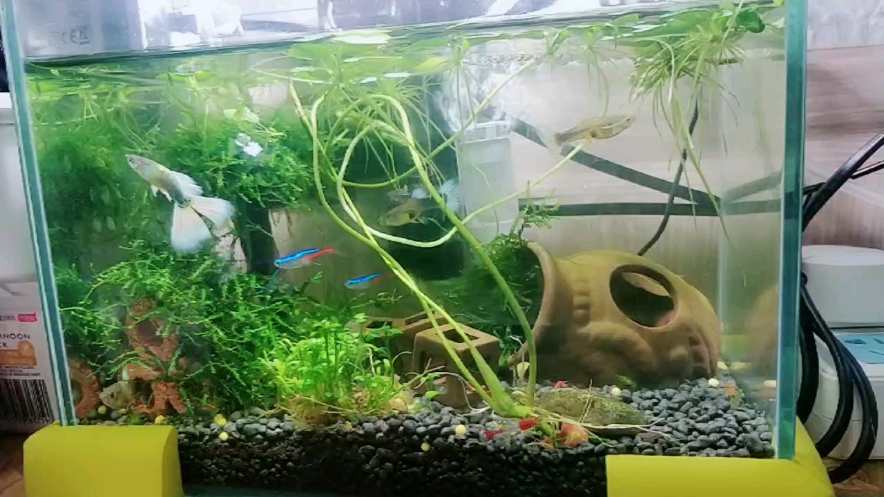 象牙白孔雀鱼等待繁殖 春暖花开