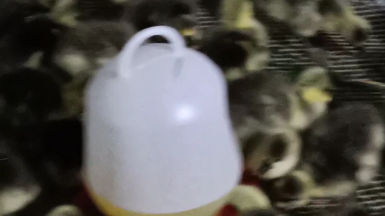 三花,朗德,泰州,各品种鹅苗