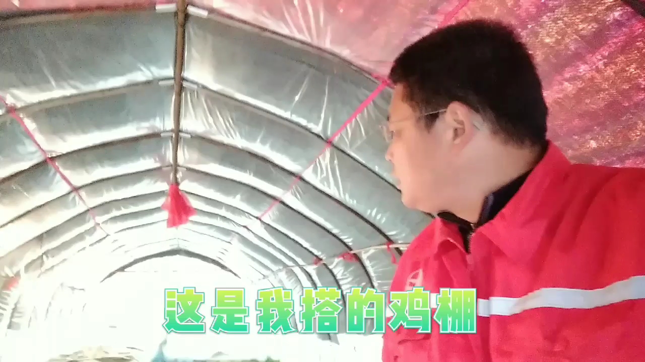 小鸡保温大棚这样搭建有用不