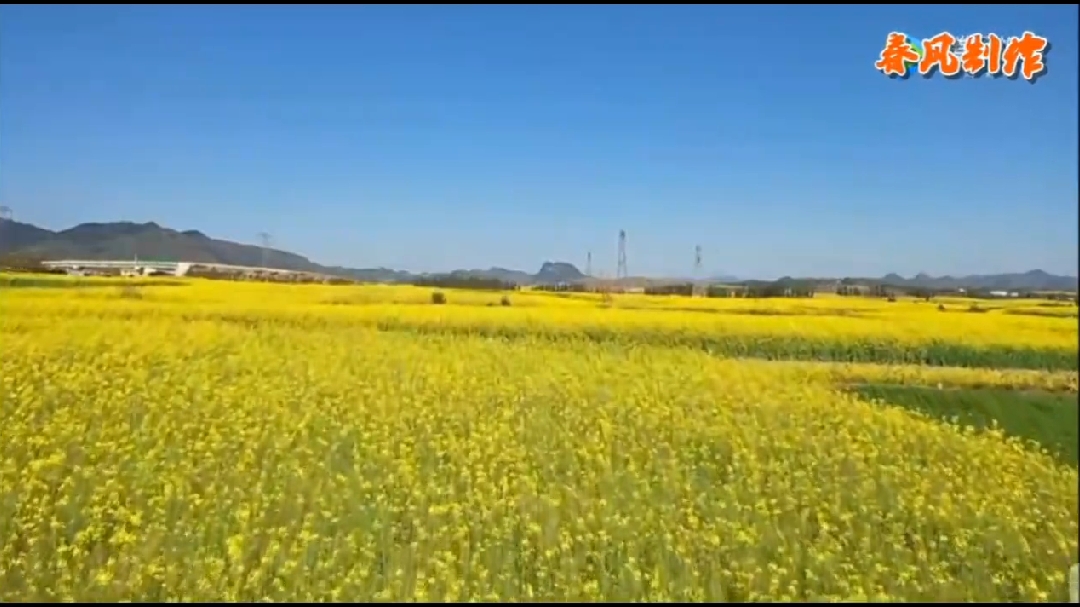 画面欣赏《青青油菜花》