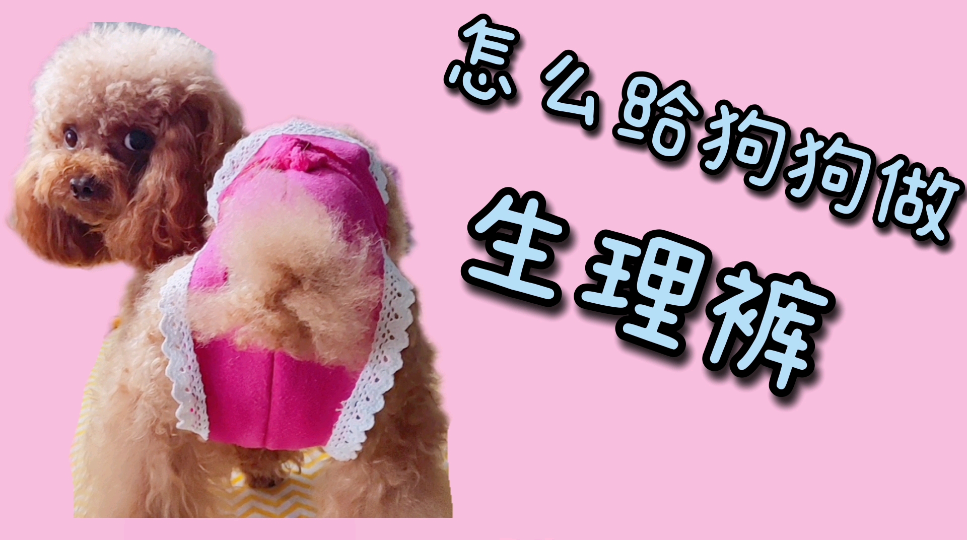 狗狗来大姨妈也不怕,脚你做宠物生理裤。