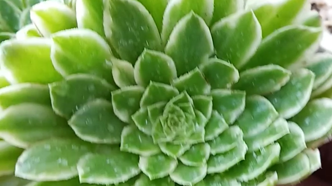 多肉法师也很好养