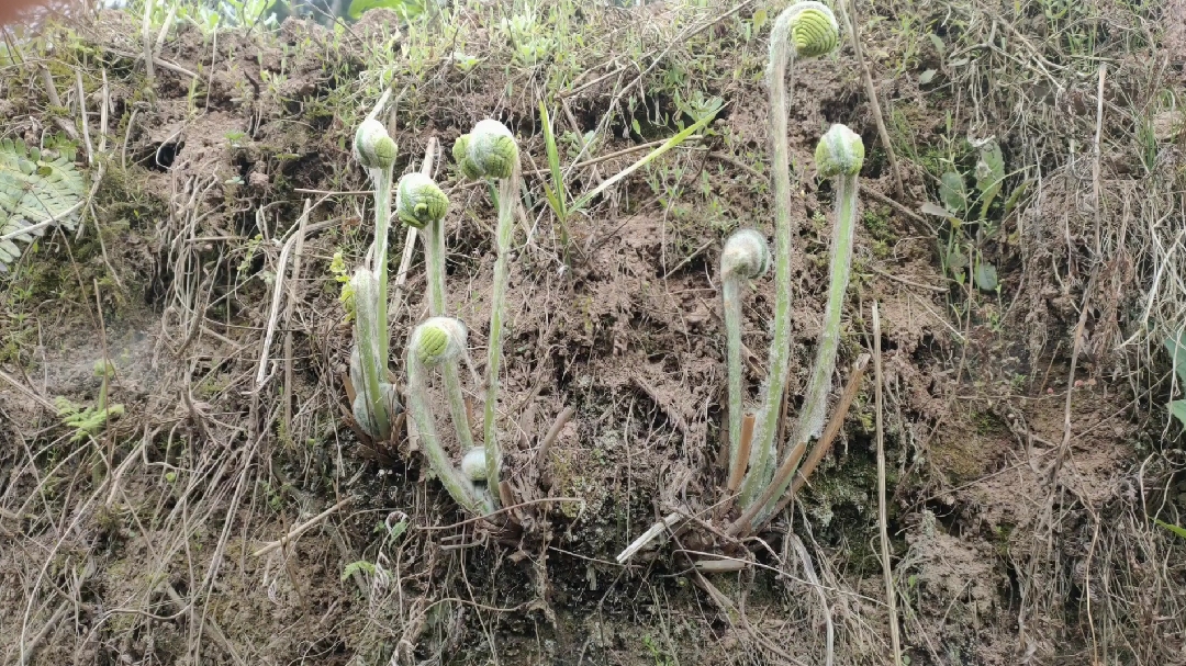 野生的蕨菜好吃又贵,还有好几种而我为何只要这种