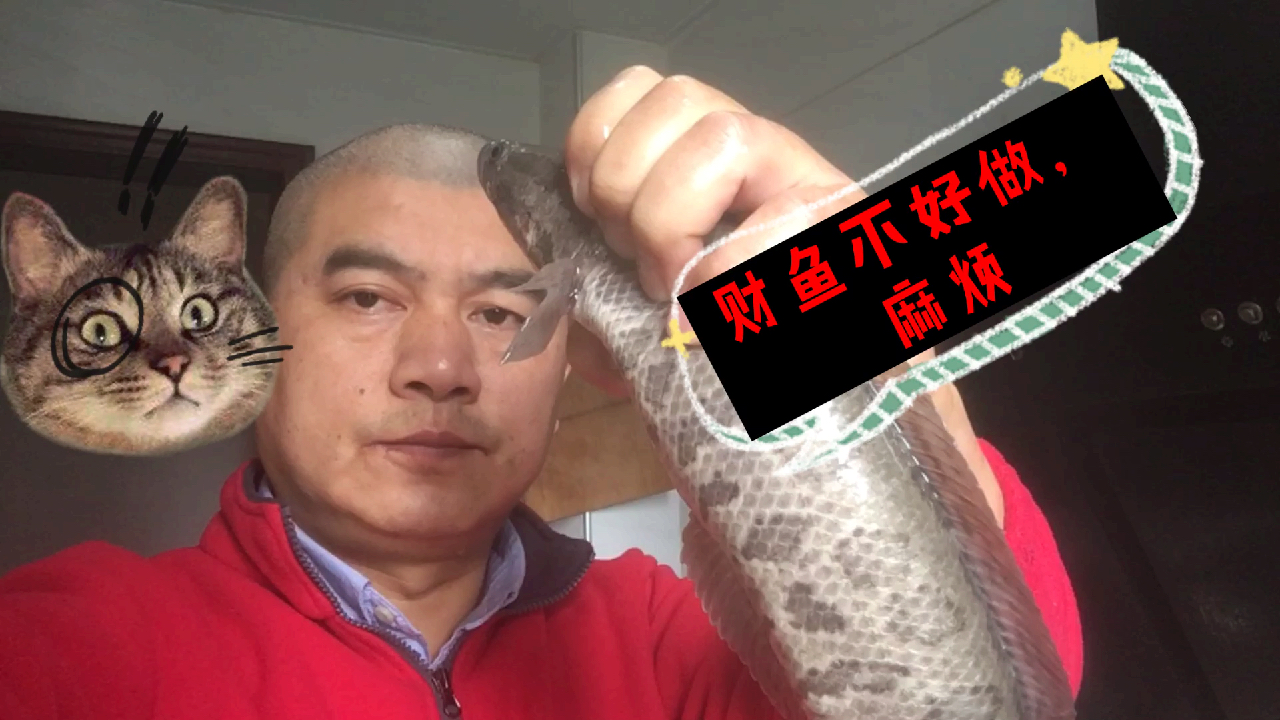 财鱼好吃不好做,武汉乡里伢把它片成蝴蝶片做汤,鲜得不行