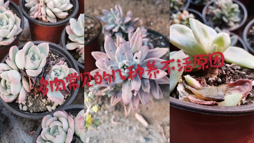 多肉养不活常见的几种情况  了解原因让我们的多肉养的更好