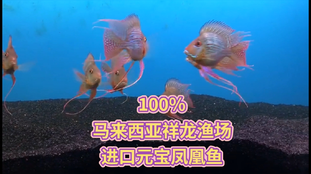 认识进口元宝凤凰鱼