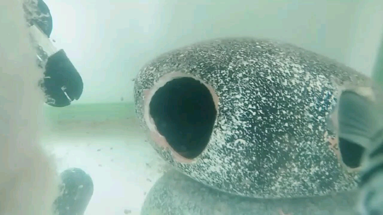 第十天的迷你鹦鹉小鱼以经起飞了