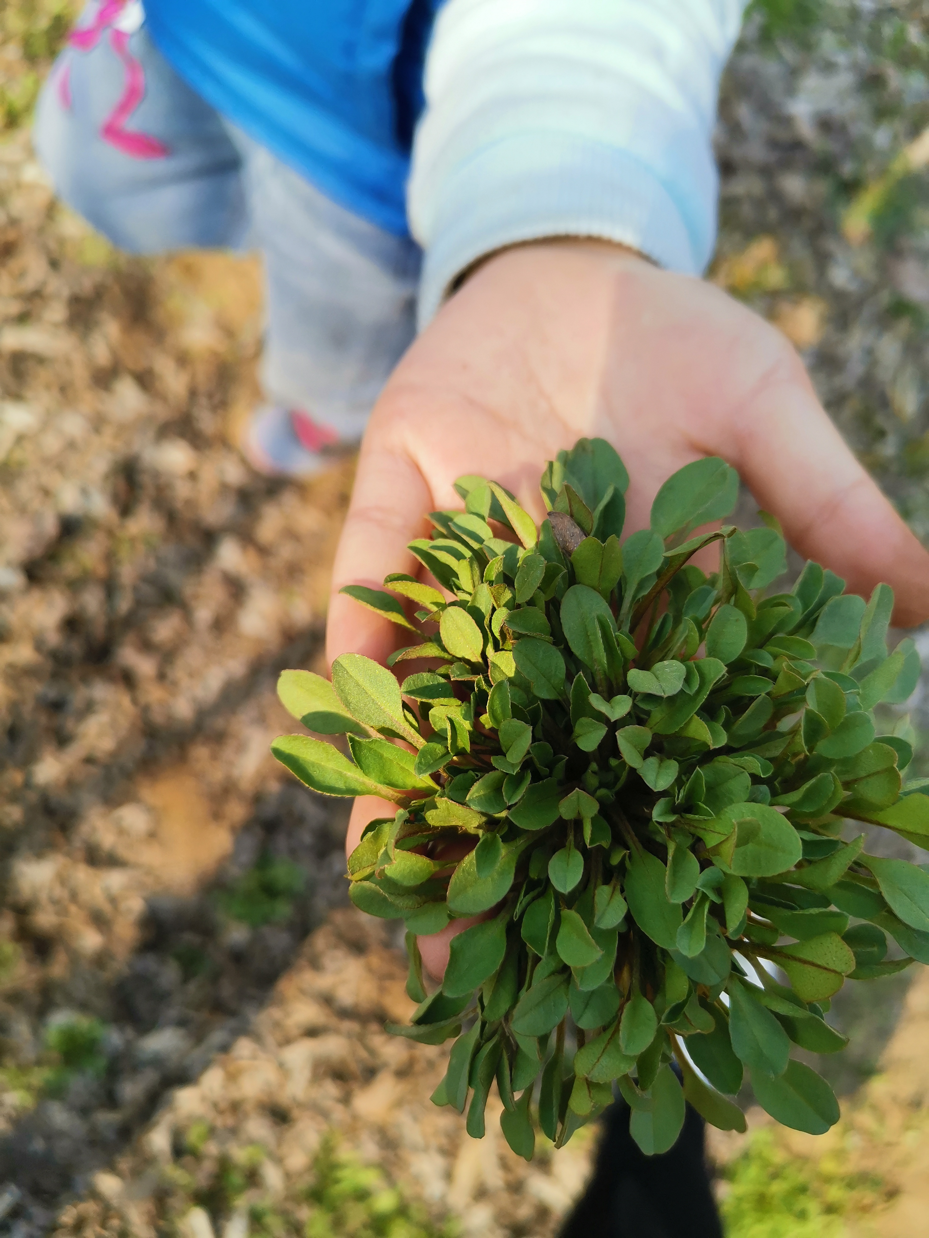 2020回姥爷家挖野菜,荠菜馅儿大包子