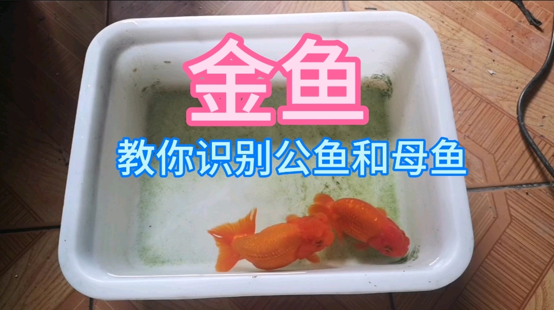 现在是金鱼繁殖季节,教你金鱼公母的方法,一种方法真简单。