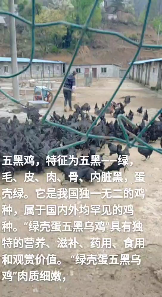 五黑鸡,特征为五黑——绿,毛、皮、肉、骨、内脏黑,蛋壳绿