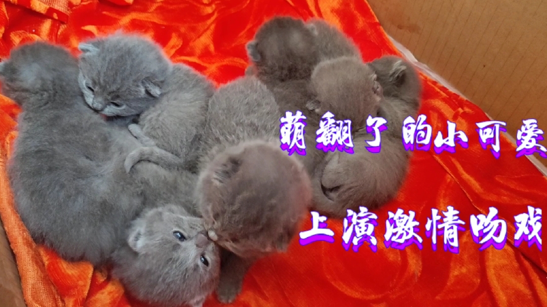 [图]流浪蓝猫报恩记:出生十来天的小猫就开始学走路，摇摇晃晃萌翻了