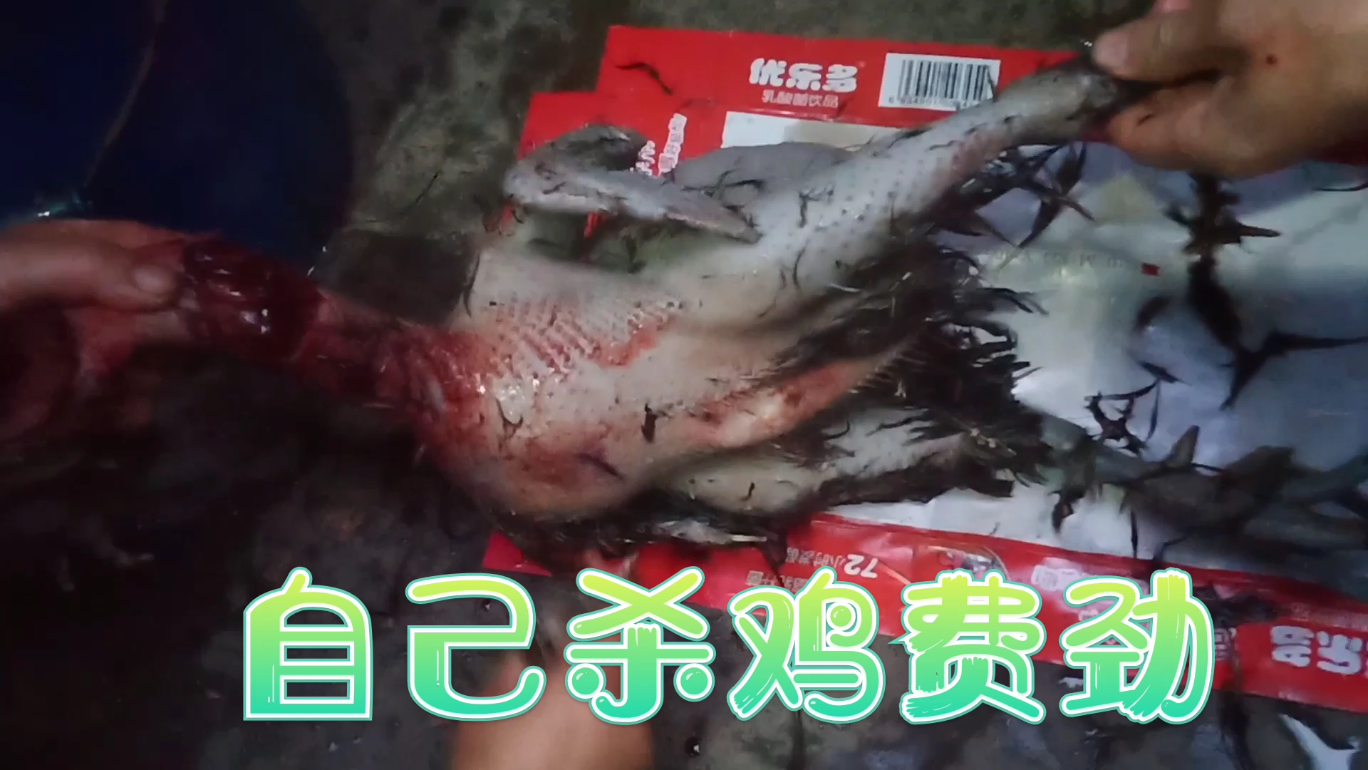 养了一年的乌肉鸡,今天杀了过节,搞了半天终于搞清楚了