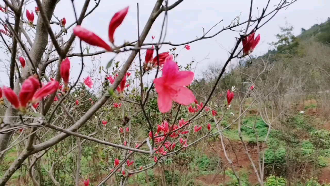 华哥谈养鸡,小鸡出壳第7天做什么疫苗
