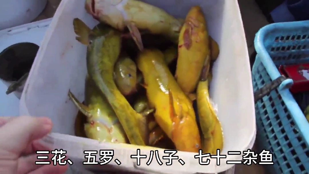 东北牛尾巴鱼——已经难得一见!战斗民族腹地还没人稀罕!