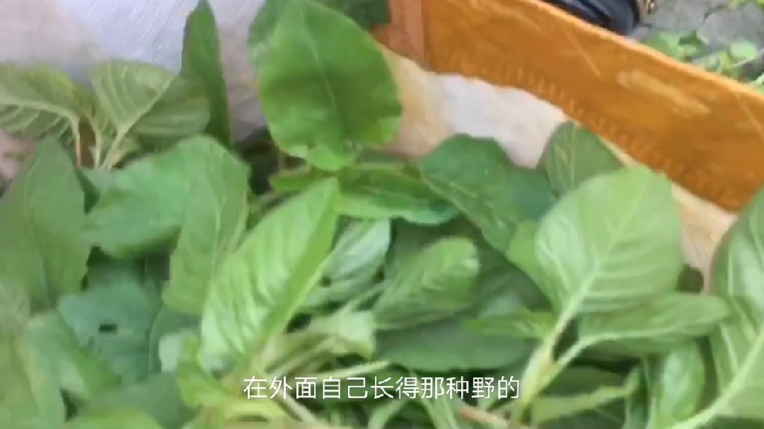农村的生活就是好,随时都可以吃到绿色蔬菜,野生的苋菜