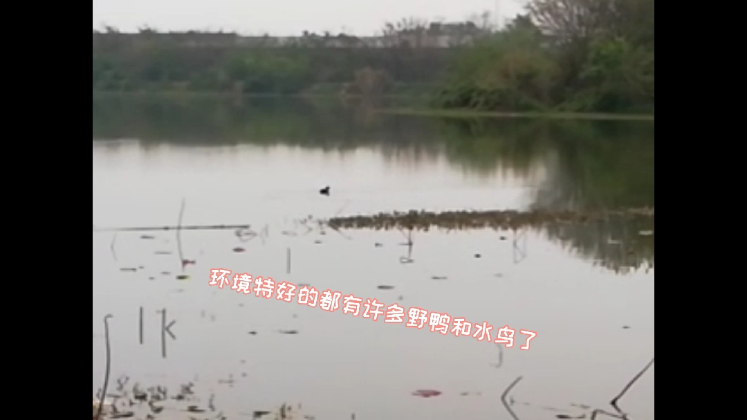 胖子带娃发现一个野鸭水鸟成群的地方,野鸭叫声好奇特哦