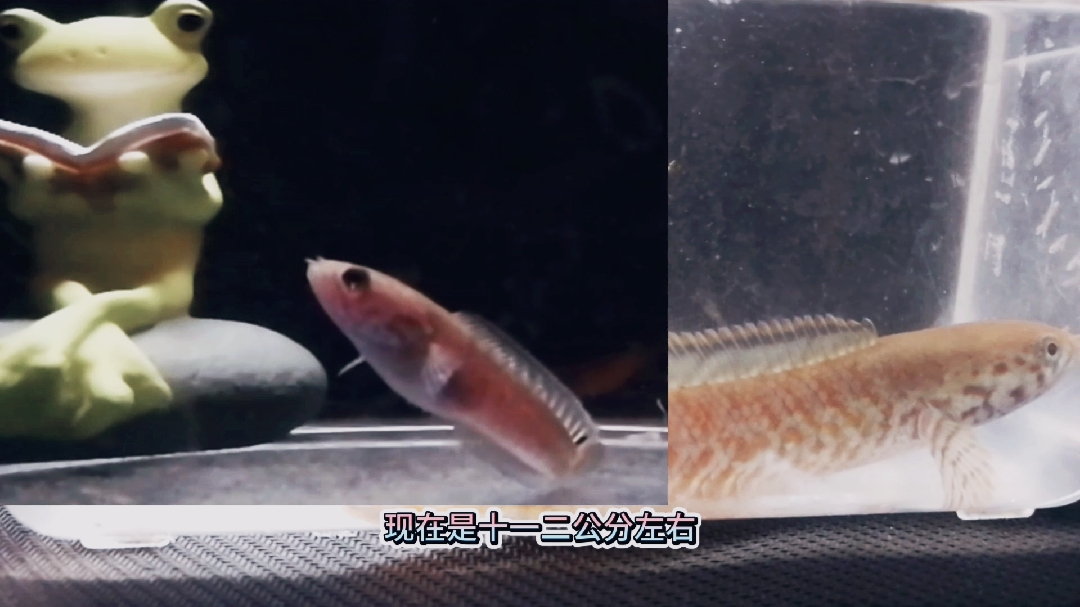 七彩雷龙鱼苗子养成记