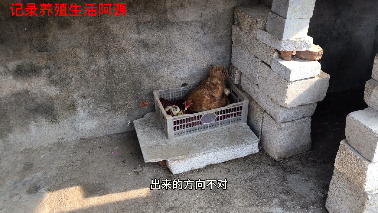 阿源养殖,今天阿源告诉大家一个天大的惊喜,进来看看是什么吧