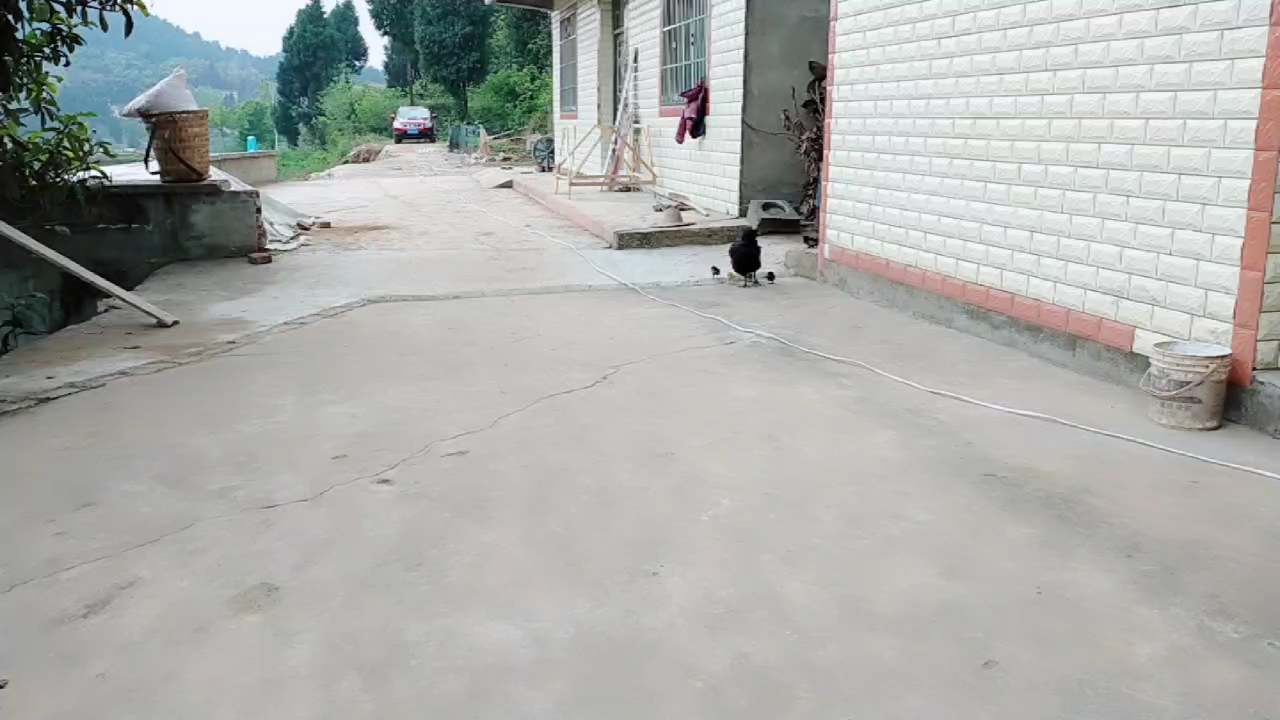 大母鸡带小鸡仔子