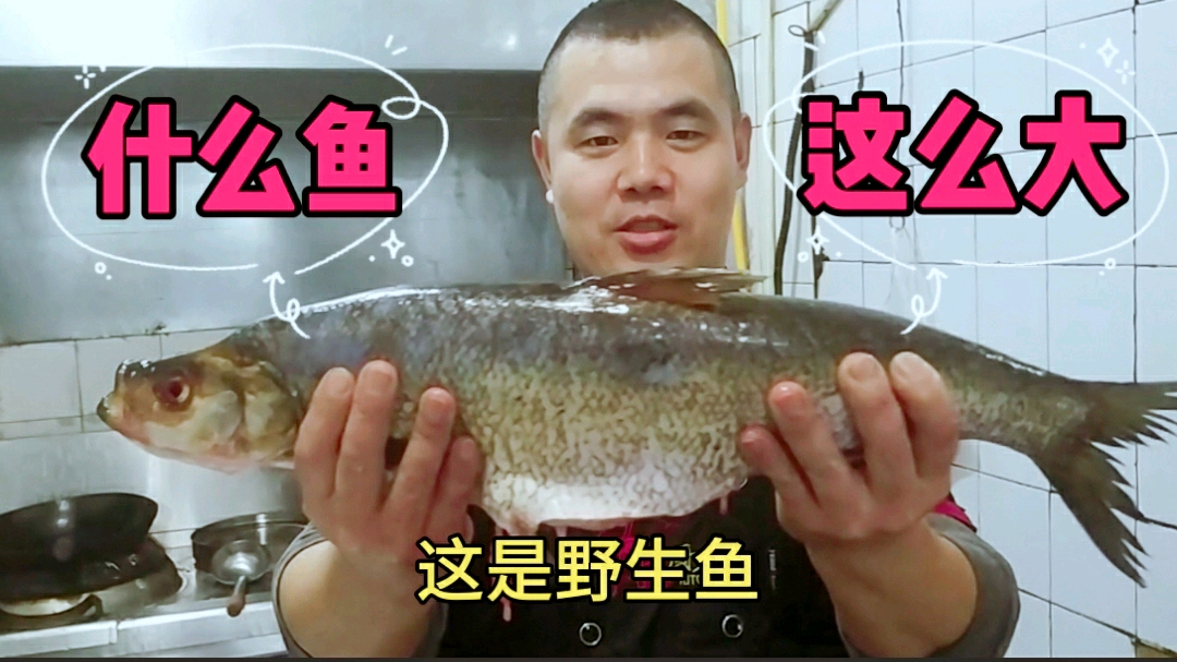 松花江特产野生鱼,明哥也没见过这么大的,大家看看这是什么鱼?