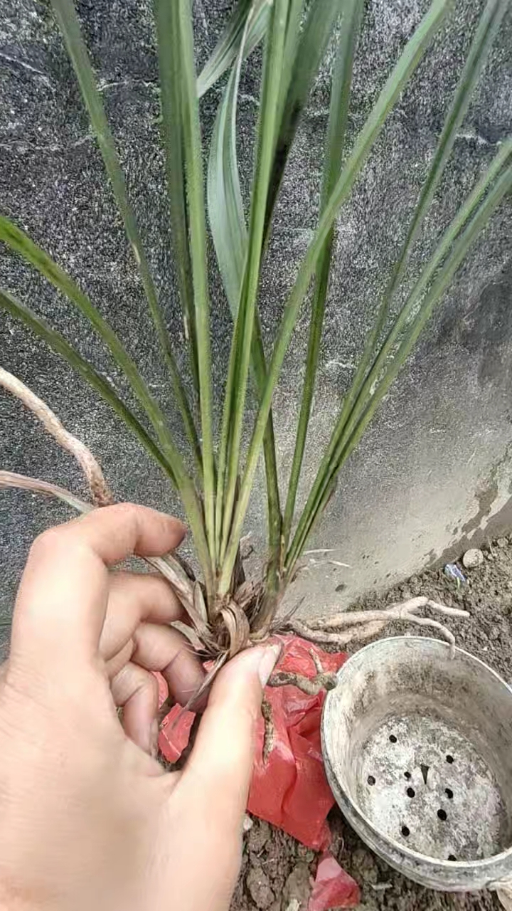 昨天挖回来的兰花,没来得及整理,今天早上把视频拍出来了。