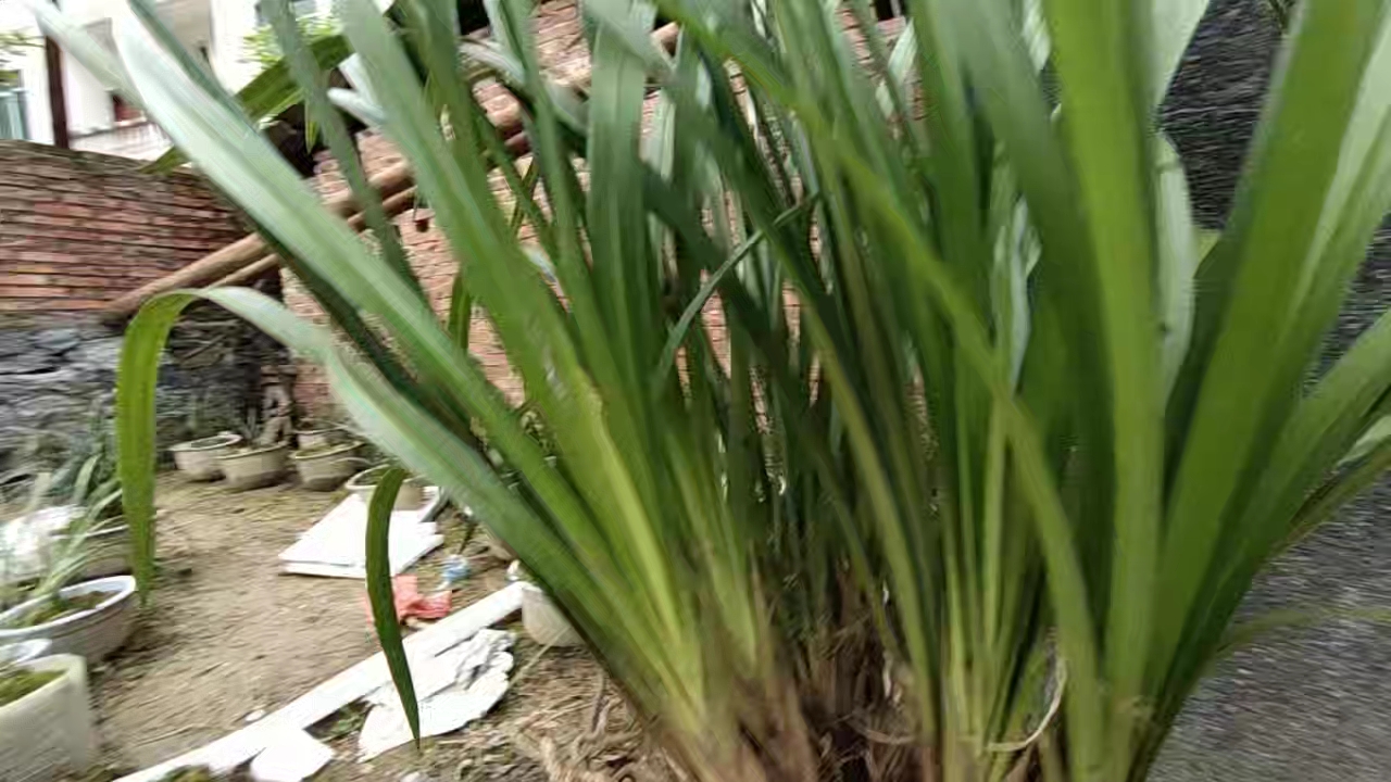 昨天挖回来的兰花,没来得及整理,今天早上把视频拍出来了。
