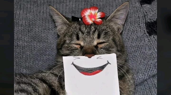 猫猫表情包超级可爱