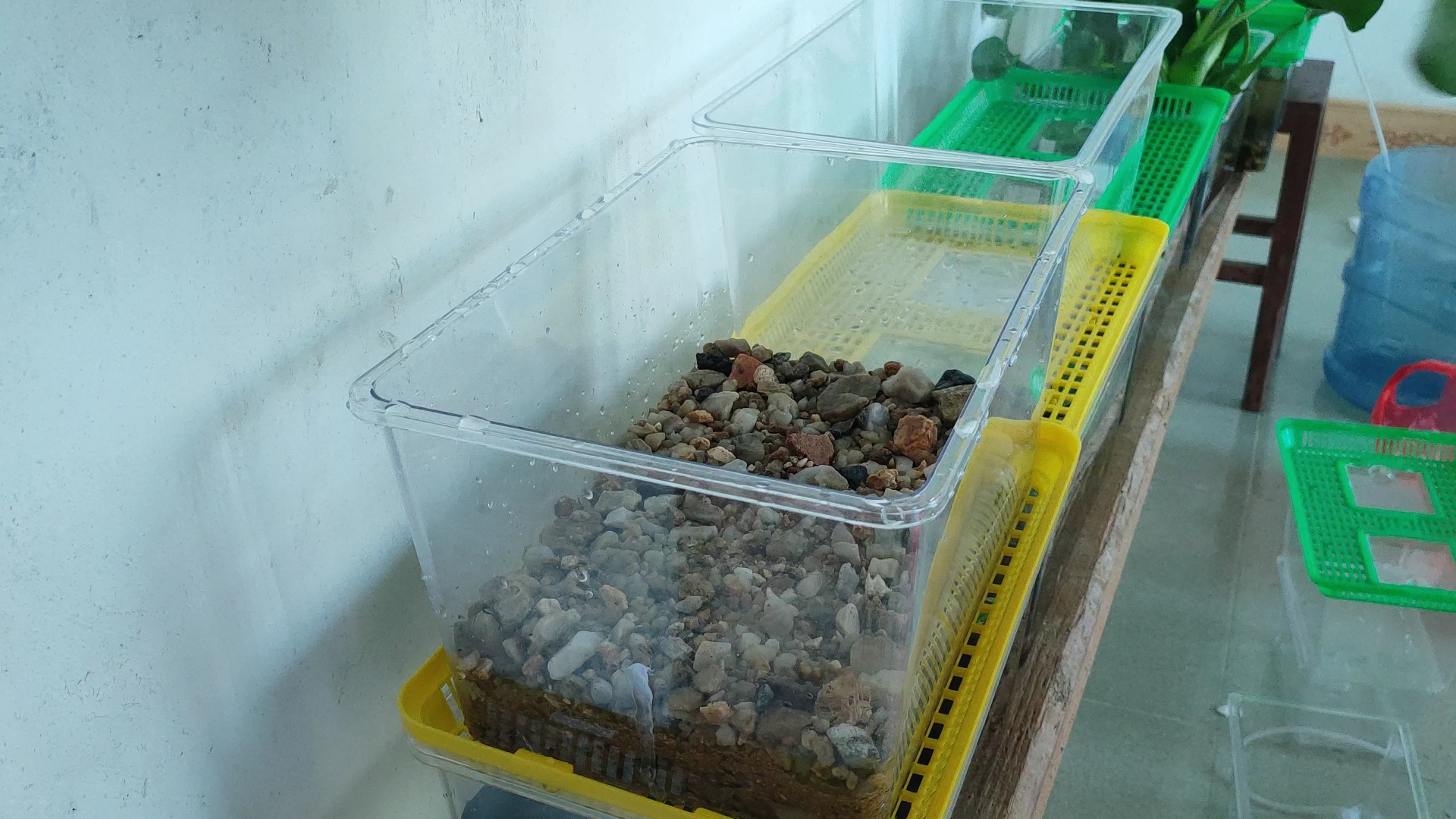 阿一把他养的宠物曝光出来!有石金钱、雷龙鱼、清道夫、过山鲫