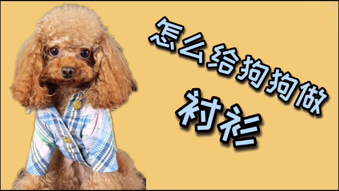 狗狗衬衫制作方法,家里不用的旧衣服就做呗