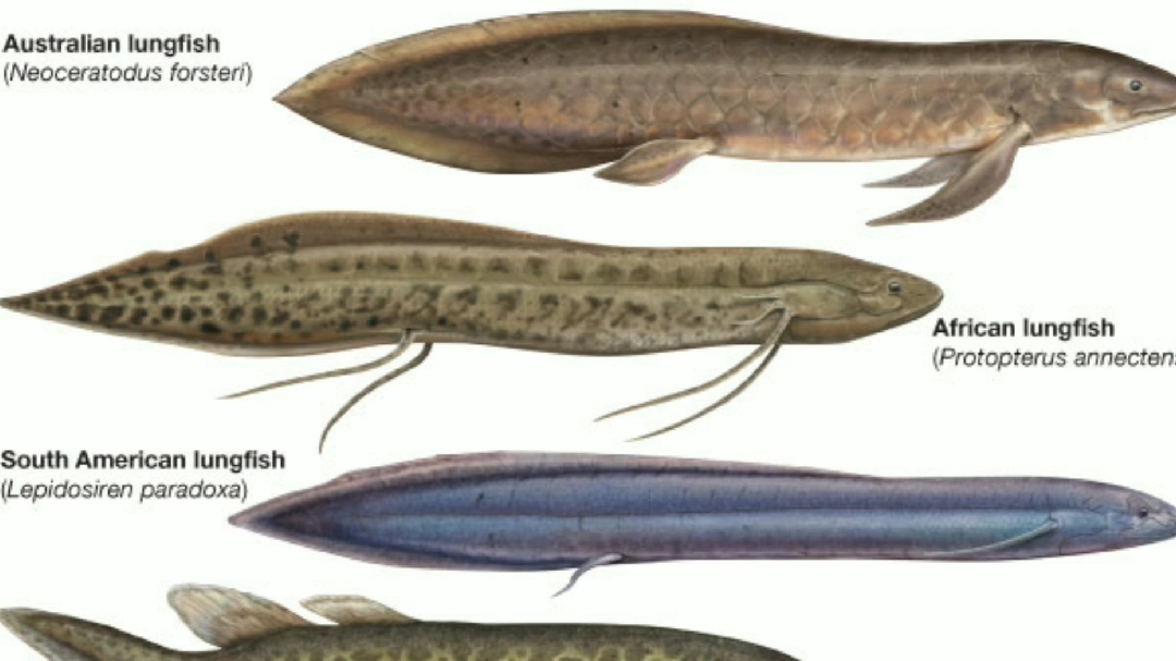 活化石肺鱼度过泥盆世与石炭纪,体现高度多样化拥有双呼吸系统