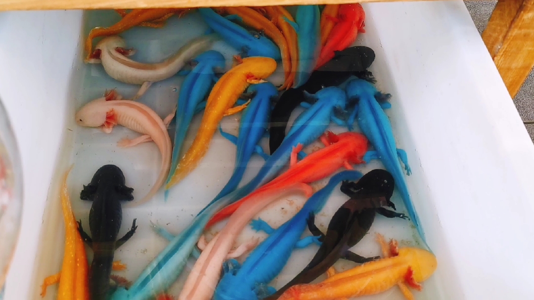 今天涨见识了,见到了彩色娃娃鱼,老板说这可不是普通的娃娃鱼