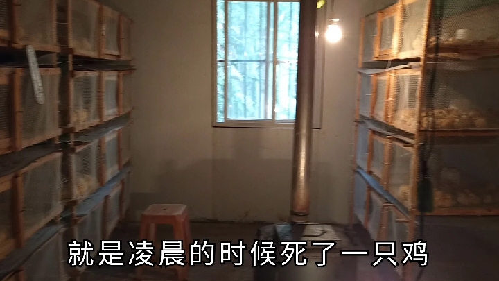 小鸡育雏第二天,开始喂开口药,只需要选择这一种就行了