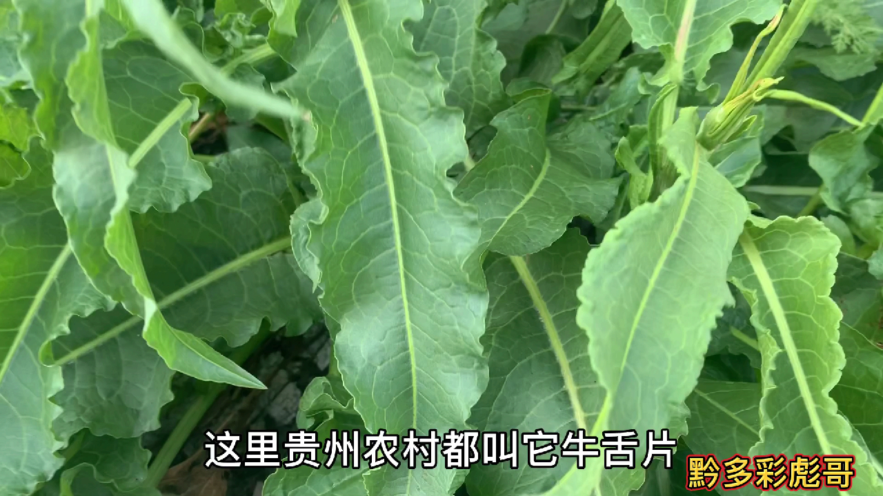 曾经二十元一斤的牛舌片,农村田边地角泛滥成灾,现没有商贩购买