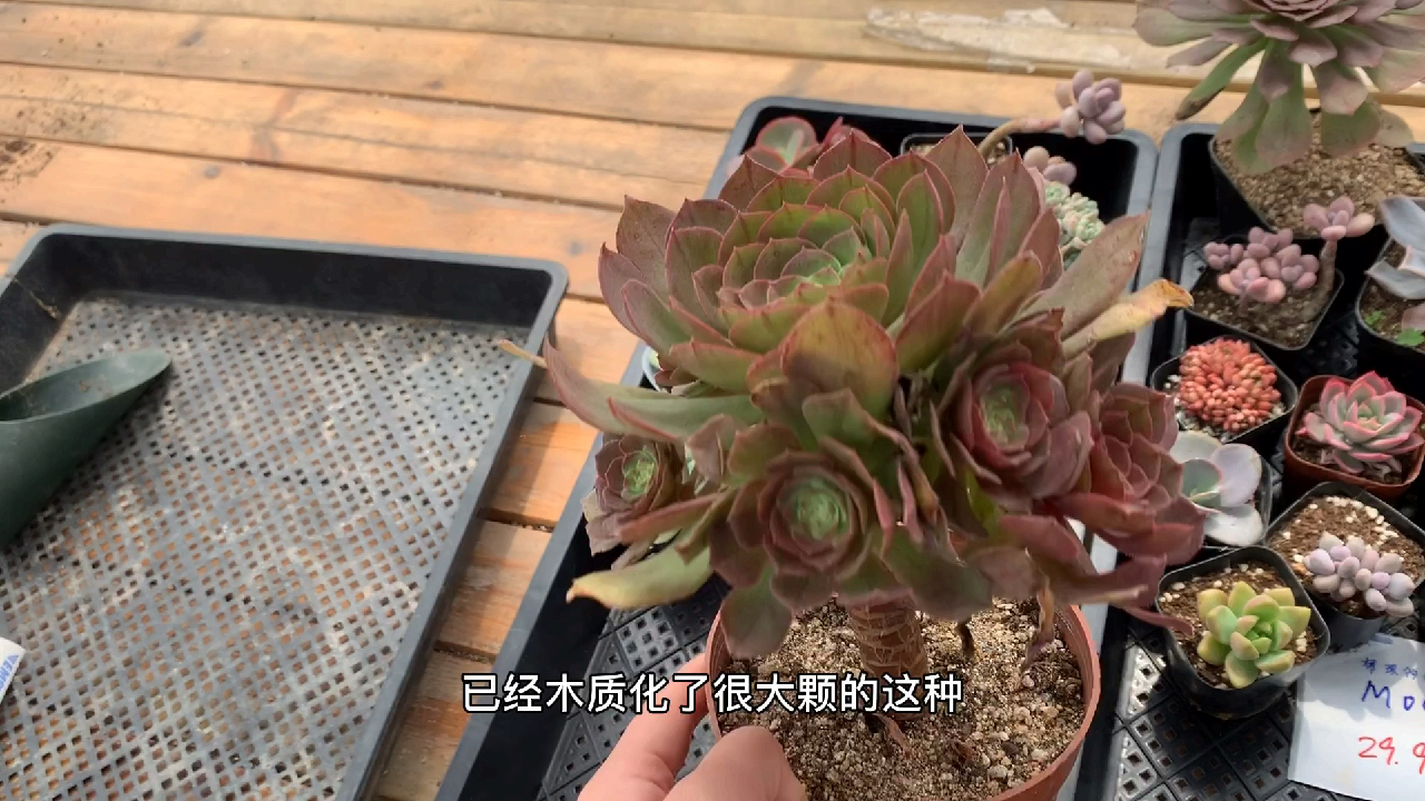 多肉植物之梦琪回归-你们心心念念的套餐来咯