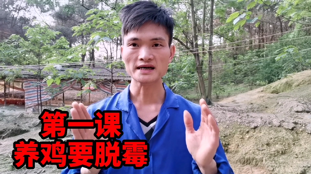 养鸡脱霉很关键,不然鸡就会越来越难养!