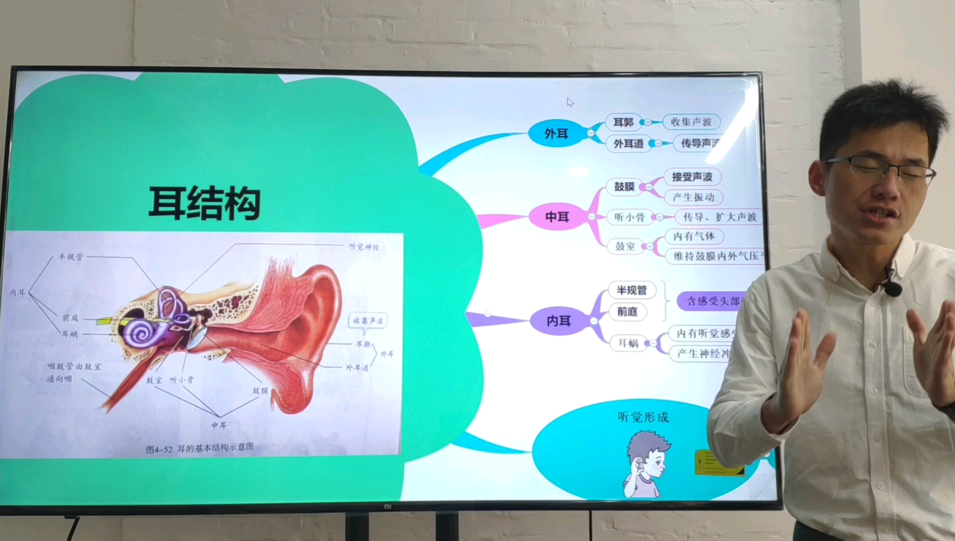 生物——耳结构(外耳、中耳、内耳)