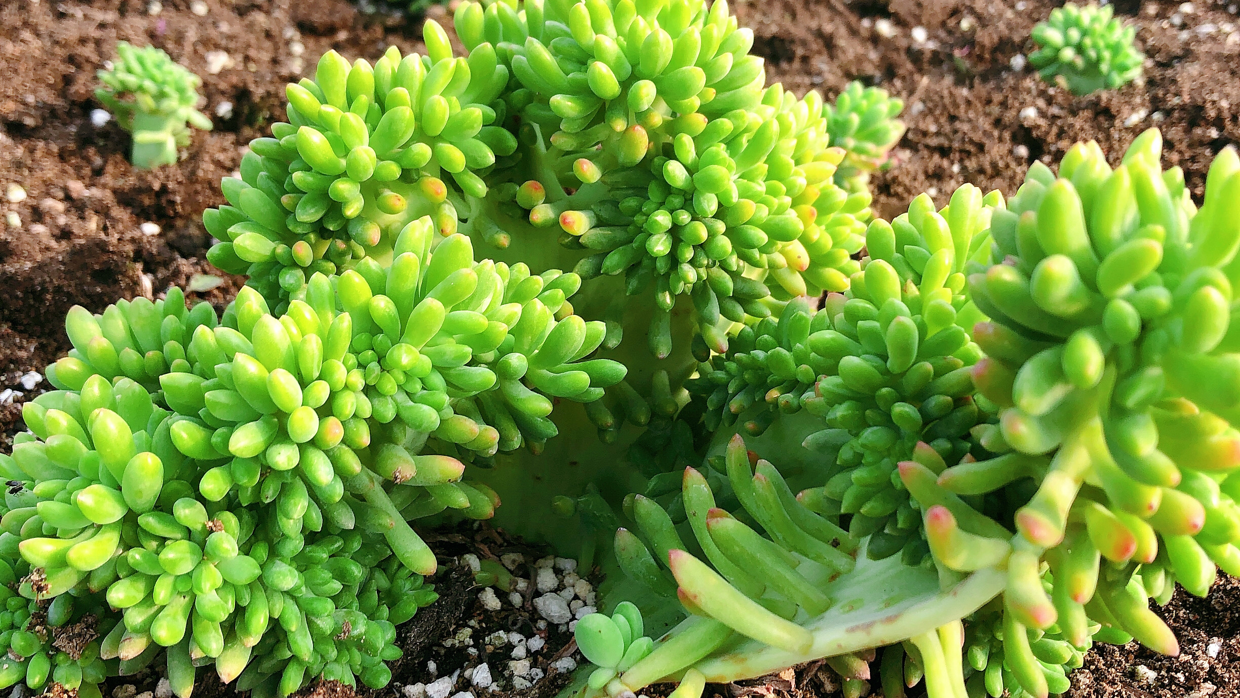 多肉大棚里,青松缀化砍头无根怎么地栽种植的?看着手速和技术,
