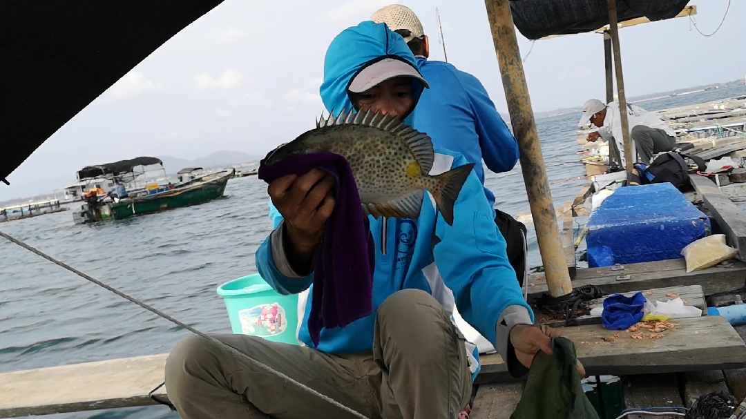 在海南陵水鱼排发现一个好钓点,昨天黄金鲹爆箱,今天也还可以
