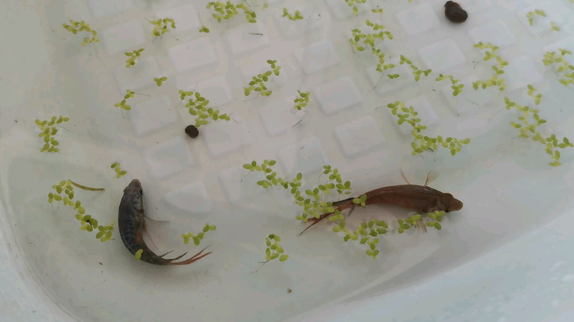 中国斗鱼如何分公母?求大神指教