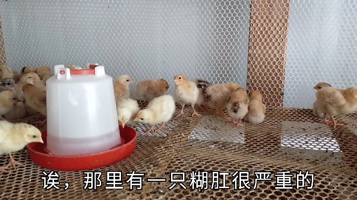 鸡苗刚回就降价了,从4.1元只降到2.9元只,分析下鸡苗降价的原因