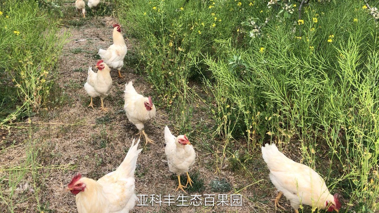 大家好!我是串串,大公鸡到果园吃虫吃草吃油菜。
