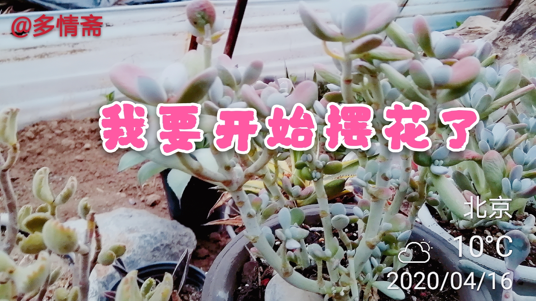 多肉荒棚开荒记(46)今天搭点小台面摆花,算不上做景观