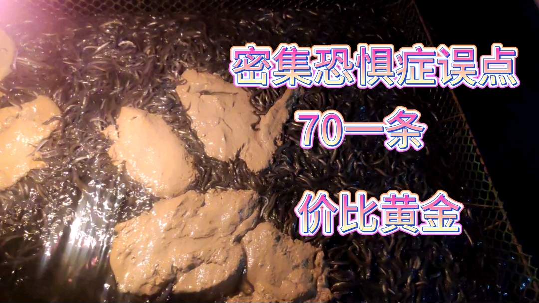 无法人工育苗,养殖条件苛刻,上百万条密密麻麻,网友:价比黄金