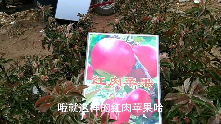 小孔带你逛大集,盆栽果树,紫藤,软枣猕猴桃,红肉苹果,真便宜