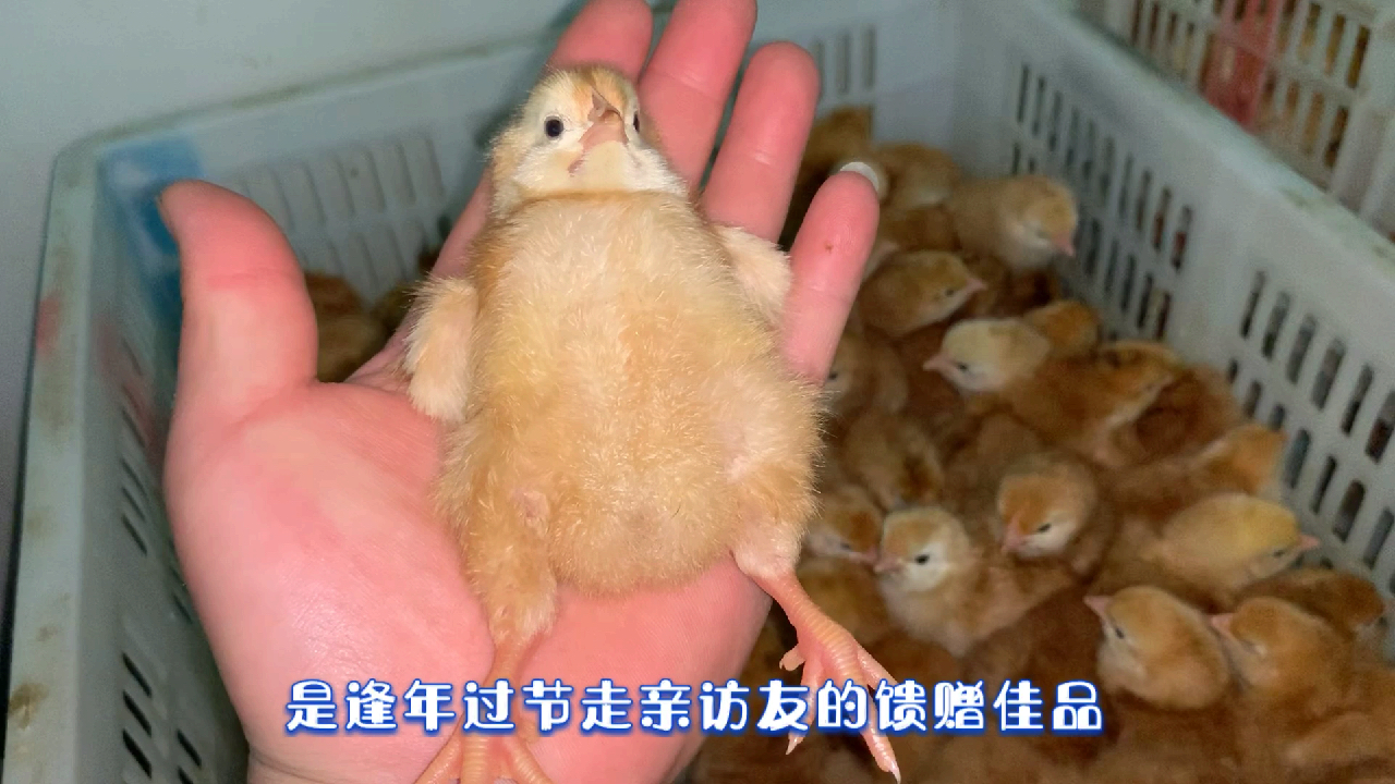 孵化场每天销量过万的鸡苗品种,全国畅销的大红公鸡红玉鸡价格好